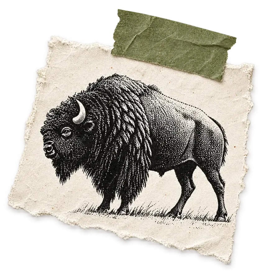 A torn paper print of a bison, taped to the page.